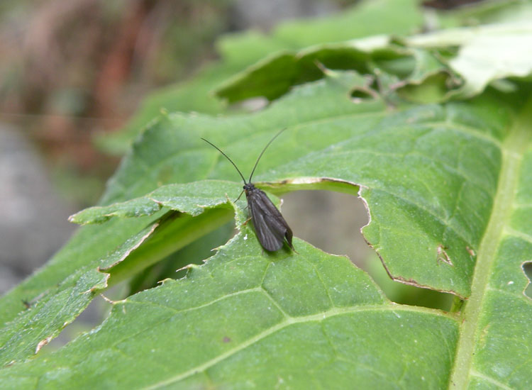 Goera pilosa